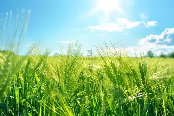 夏日公园石头上的小鸟绿意摄影图