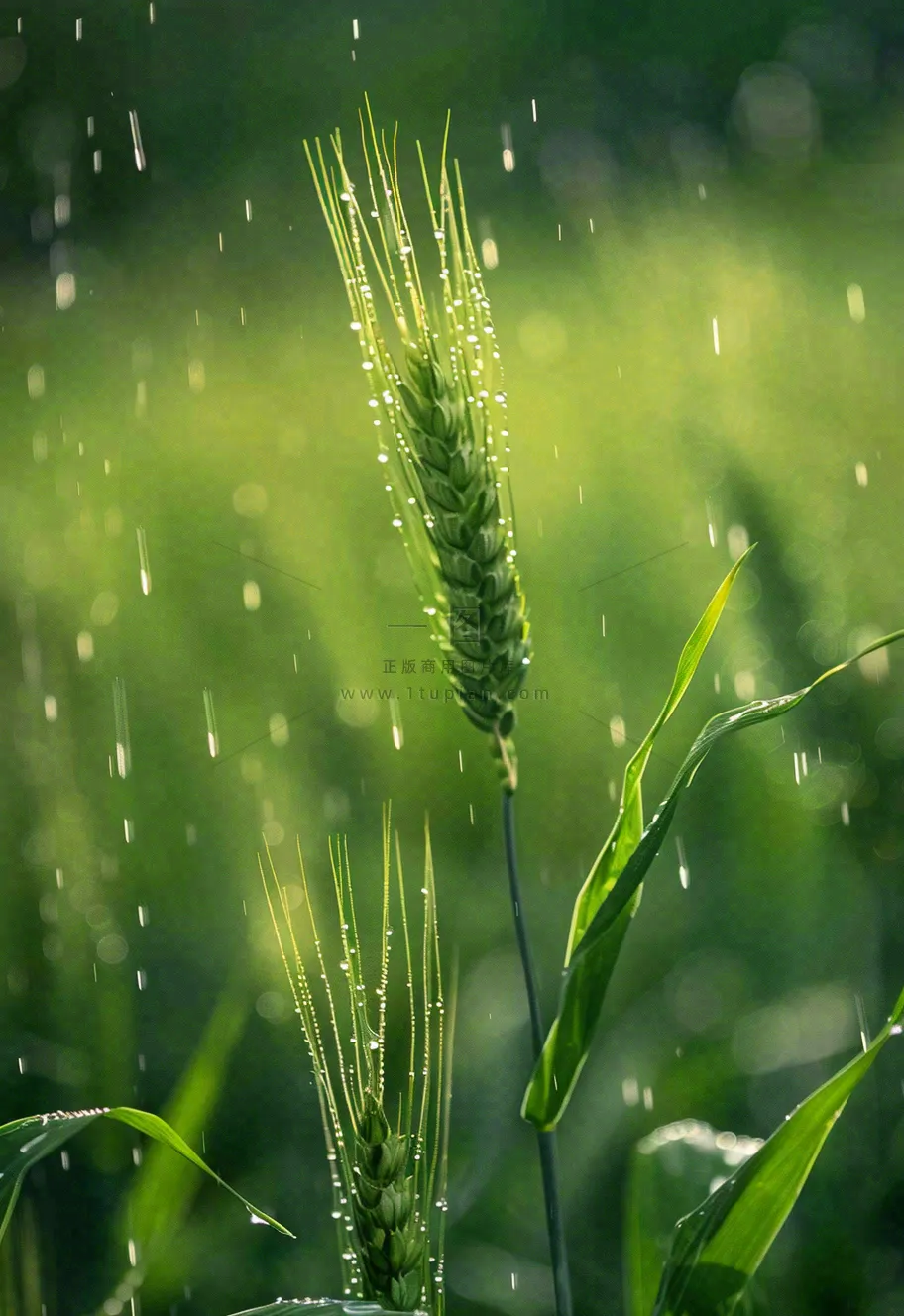 春天雨天绿色小麦麦穗粮食小满摄影图