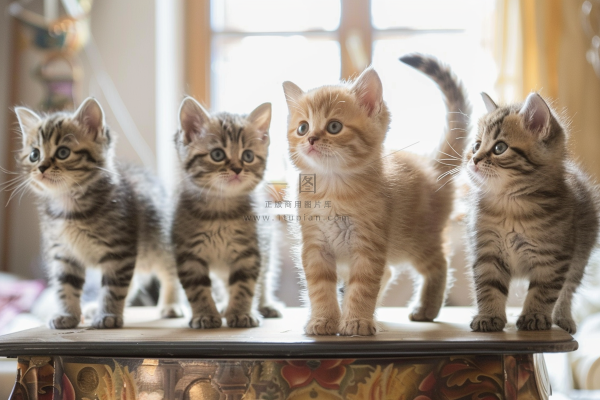 猫咪宠物猫可爱动物摄影图 猫咪宠物猫可爱动物摄影图