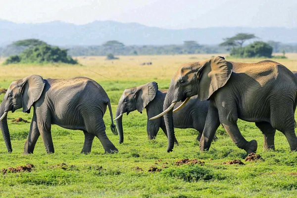 非洲大草原大象动物摄影图