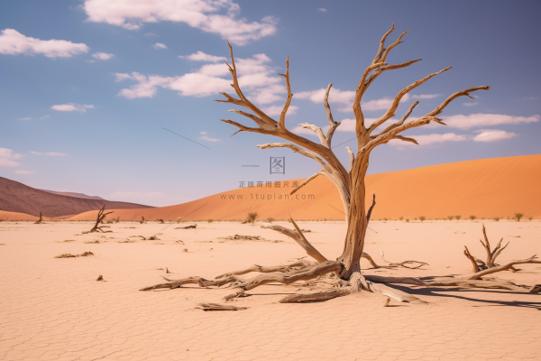 干旱干枯树木缺水干裂土地摄影图