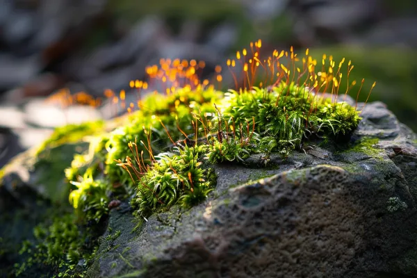 苔藓石壁上生长的苔藓春天摄影图 苔藓石壁上生长的苔藓春天摄影图