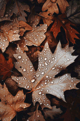 秋天雨天秋叶满地落叶,立秋秋分故事感 秋天雨天秋叶满地落叶,立秋秋分故事感