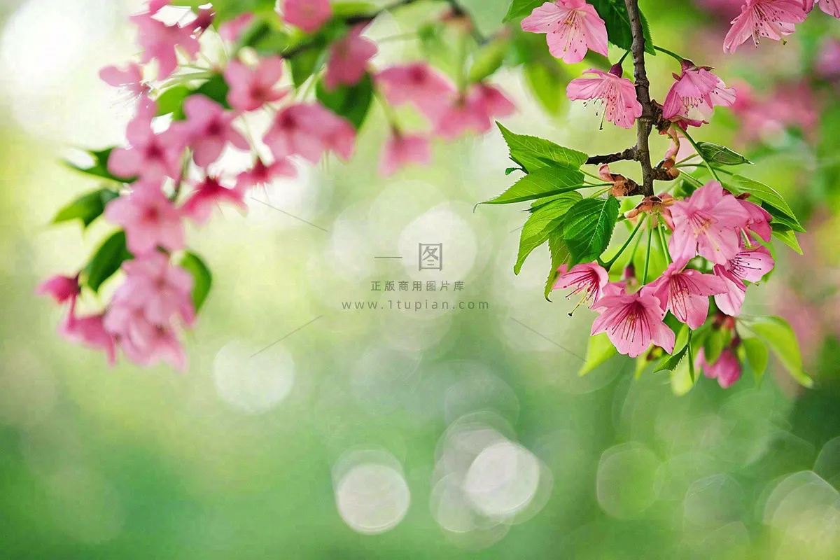 立春粉色花朵树枝绿色背景春分惊蛰摄影图