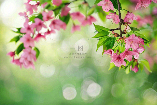 立春粉色花朵树枝绿色背景春分惊蛰摄影图 立春粉色花朵树枝绿色背景春分惊蛰摄影图