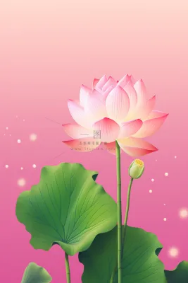 清爽简约创意粉色荷花插画背景