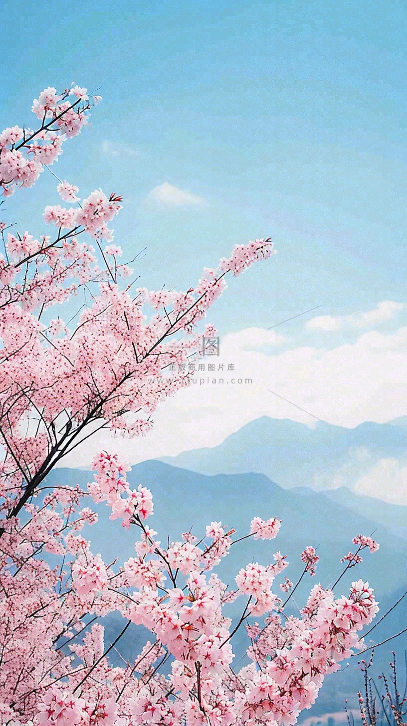 春天山河边蓝天粉色樱花花朵，惊蛰立春