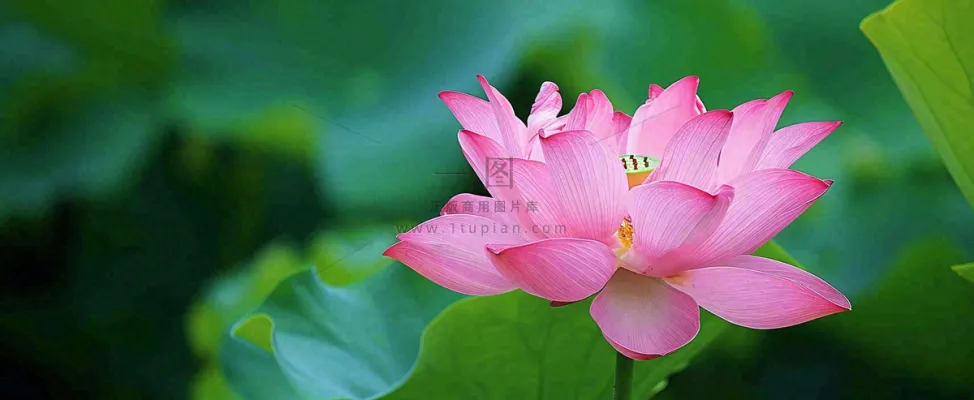 夏天荷花荷花池荷叶，处暑小暑大暑夏至立夏摄影图