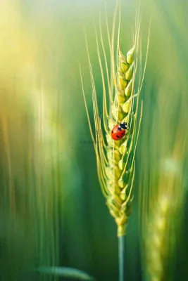绿色小麦麦穗上的瓢虫昆虫小满芒种摄影图