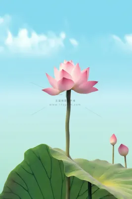 清新阳光荷花荷叶天空白云背景