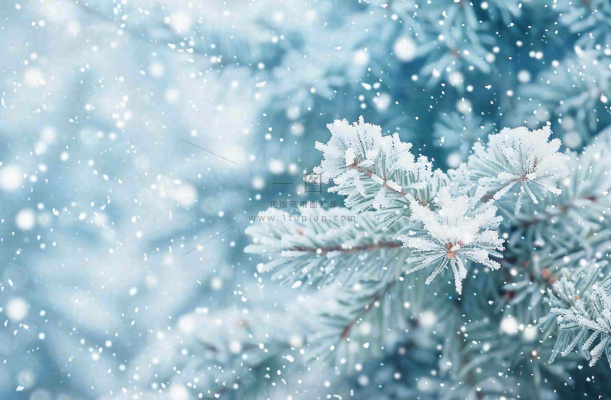 冬天松树上挂满了白雪雾凇立冬霜降冬至大雪摄影图