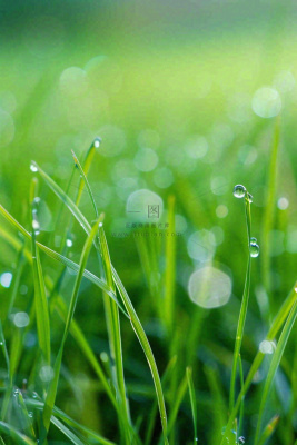 春天绿草地草坪绿叶上的露珠清晨立春惊蛰谷雨摄影图 春天绿草地草坪绿叶上的露珠清晨立春惊蛰谷雨摄影图
