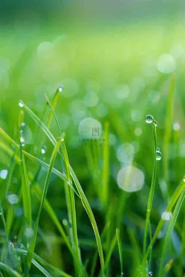 春天绿草地草坪绿叶上的露珠清晨立春惊蛰谷雨摄影图 春天绿草地草坪绿叶上的露珠清晨立春惊蛰谷雨摄影图
