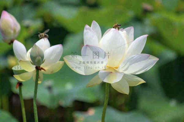 夏日池塘白荷花荷叶蜜蜂采蜜夏至大暑小暑处暑摄影图 夏日池塘白荷花荷叶蜜蜂采蜜夏至大暑小暑处暑摄影图