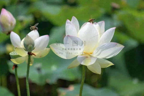 夏日池塘白荷花荷叶蜜蜂采蜜夏至大暑小暑处暑摄影图 夏日池塘白荷花荷叶蜜蜂采蜜夏至大暑小暑处暑摄影图
