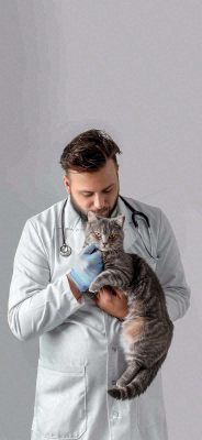 萌宠宠物医院医生抱着猫咪摄影图背景 萌宠宠物医院医生抱着猫咪摄影图背景