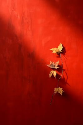 红色复古简约秋叶典雅节气海报背景 红色复古简约秋叶典雅节气海报背景