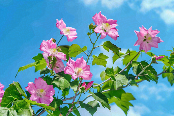 芙蓉花鲜花摄影图