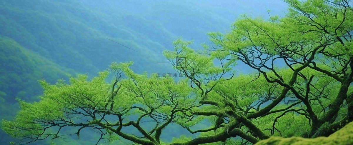 悬崖高山意境云层绿树树木特写