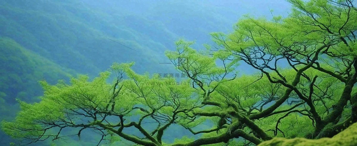 悬崖高山意境云层绿树树木特写