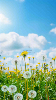 城市晴天阳光鲜花春天蓝天白云，立夏小满