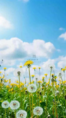 城市晴天阳光鲜花春天蓝天白云，立夏小满