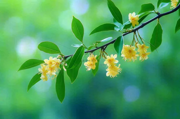 树枝上的小黄花植物摄影图 