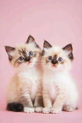 可爱的小猫萌宠宠物动物摄影图 可爱的小猫萌宠宠物动物摄影图