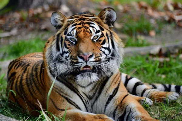 老虎动物园草地上趴着的老虎摄影图