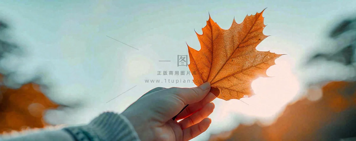 秋天手拿秋叶落日光照,温馨特写,立秋秋分摄影图