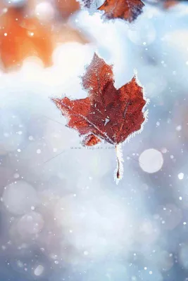 结满白霜雪花的树叶霜降摄影图