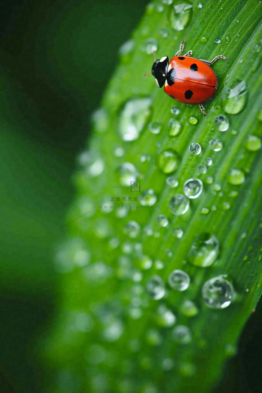 春夏雨天雨水七星瓢虫叶子，昆虫，小暑大暑白露雨水谷雨摄影图
