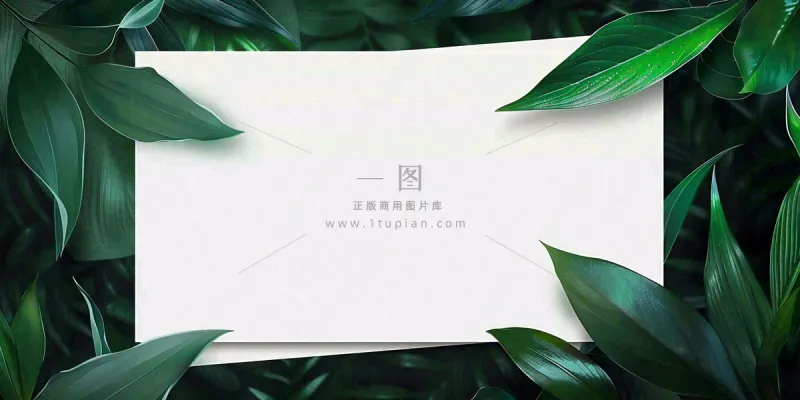绿叶粽叶绿色边框白色信封端午节插画背景 绿叶粽叶绿色边框白色信封端午节插画背景