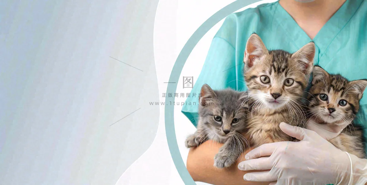 宠物医院猫狗生病救治摄影图