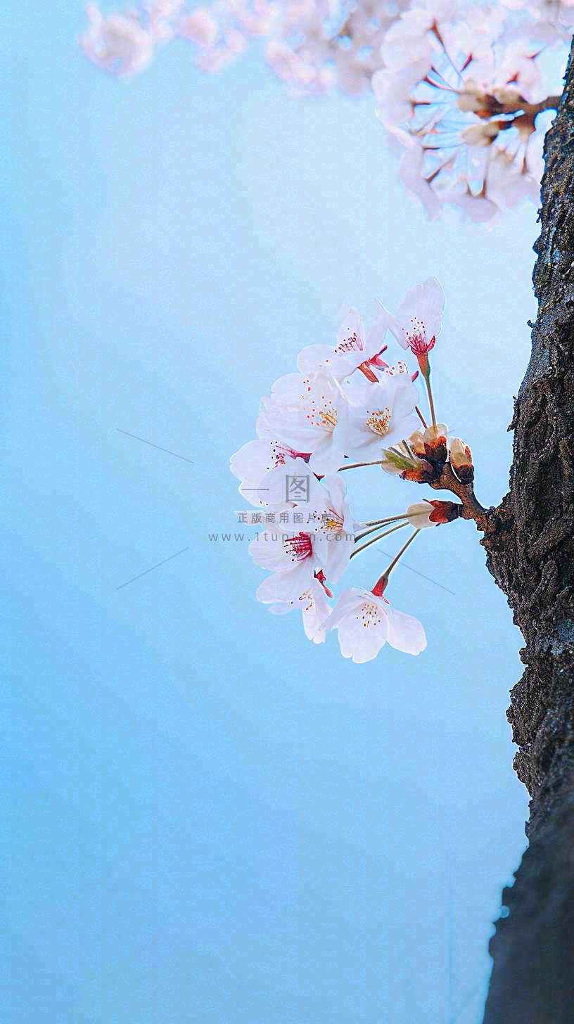 春天开满花朵的树冠仰拍蓝色天空,立春,春分摄影图