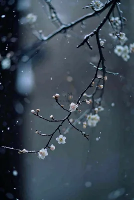 冬天雪花枝叶植物简约意境，冬季小雪大雪冬至摄影图