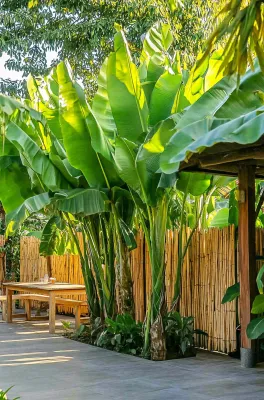 庭院里的芭蕉树热带植物摄影图 庭院里的芭蕉树热带植物摄影图