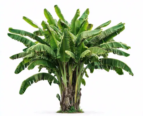 芭蕉树绿植景观白色背景摄影图 芭蕉树绿植景观白色背景摄影图