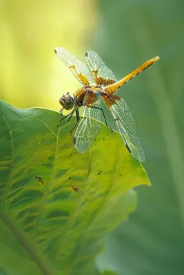 蜻蜓绿叶上停留的竹蜻蜓昆虫春天摄影图