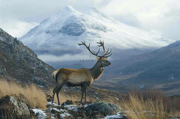 鹿动物山间草原的鹿摄影图