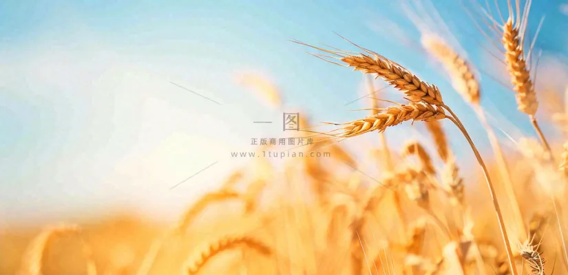 秋天成熟小麦地金黄小麦穗粮食芒种摄影图