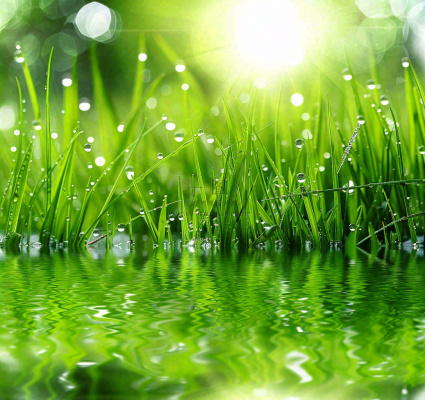 雨天草地上的积水绿叶上挂着水滴春天春分雨水谷雨摄影图 雨天草地上的积水绿叶上挂着水滴春天春分雨水谷雨摄影图
