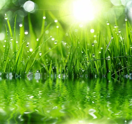 雨天草地上的积水绿叶上挂着水滴春天春分雨水谷雨摄影图 雨天草地上的积水绿叶上挂着水滴春天春分雨水谷雨摄影图