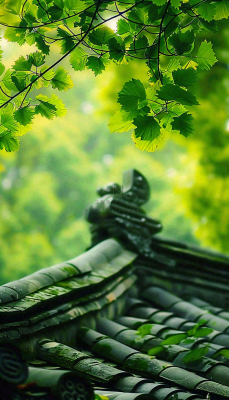 夏天大树绿荫屋檐小清新唯美大暑处暑摄影图