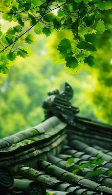 夏天大树绿荫屋檐小清新唯美大暑处暑摄影图