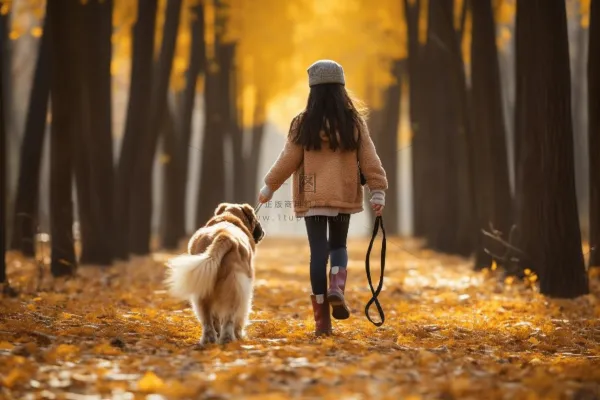 秋天小女孩牵着金毛宠物狗在公园散步摄影图