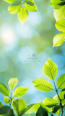 春天绿叶阳光小清新春分立夏摄影图 春天绿叶阳光小清新春分立夏摄影图