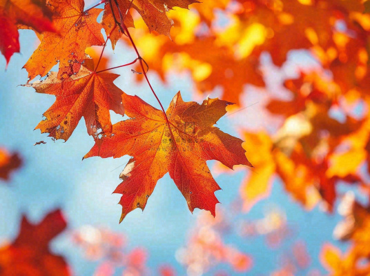 金秋红枫叶梧桐叶蓝天背景立秋秋分处暑摄影图