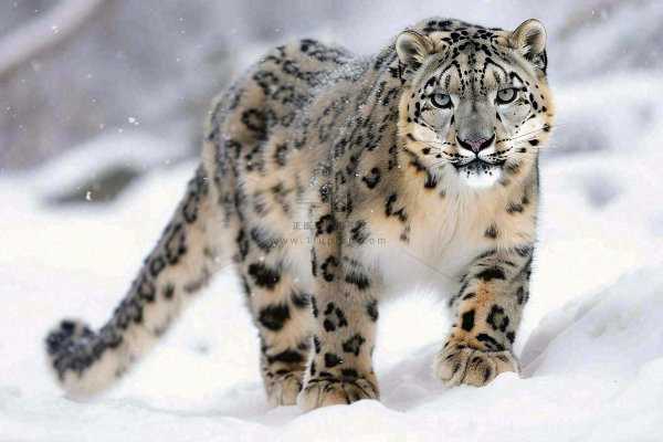 雪豹冬天森林雪地里的猎豹保护动物摄影图