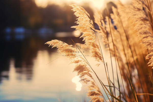 秋天夕阳下芦苇毛絮湖边摄影图